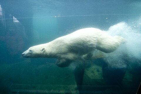 <p>
	Der zwei Jahre alte Eisbär wird in den nächsten Tagen in den Highland Wildlife Park nach Schottland gebracht.</p>
