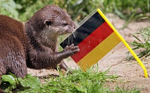 <p>
	Zwergotter Ferret hat sich am Freitag im Zoo der Minis für den Fressnapf mit Deutschlandfähnchen entschieden.</p>
