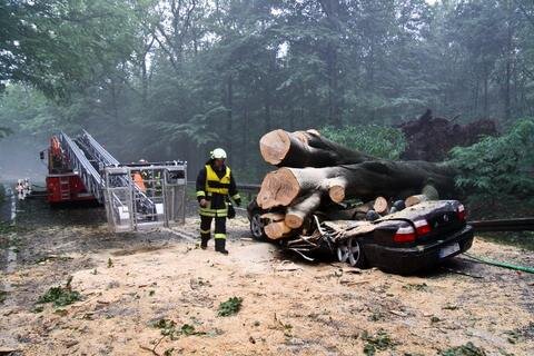 <p>
	Ein Opel Omega wurde von einem der Bäume regelrecht erdrückt.</p>
