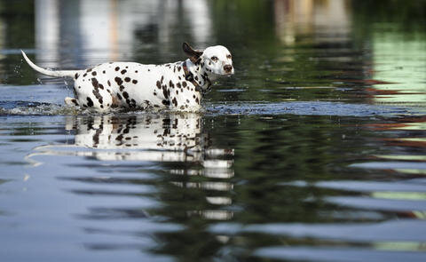 <p>
	Ein Hund läuft in Wust über einer vom Hochwasser überflutete Straße.</p>
