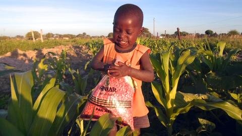 <p>
	Aus Sambia hat jede Familie 2kg Mais zur Aussat gesponsert bekommen.</p>
