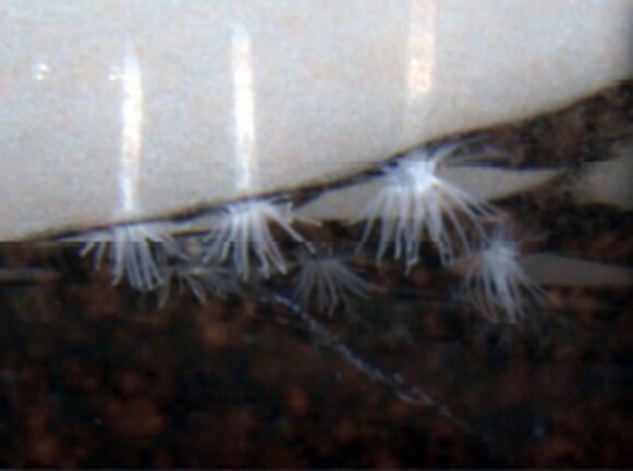<p>
	Die hellgelbe Seeanemone Edwardsiella andrillae ist die erste Seeanemone überhaupt, die im Eis der Antarktis entdeckt wurde</p>
<p>
	Quelle: SCINI</p>
