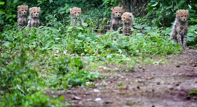 <p>
	Vor mehr als zwei Monaten haben in einem Zoo im niederländischen Arnheim sechs Geparden-Babys das Licht der Welt erblickt - nun können auch die Besucher die Jungtiere bestaunen.</p>
