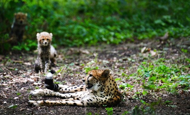 <p>
	Normalerweise bringen weibliche Geparden bis zu drei Jungtiere auf die Welt. Sechs sind den Angaben zufolge außergewöhnlich.&nbsp;</p>
<p>
	&nbsp;</p>
