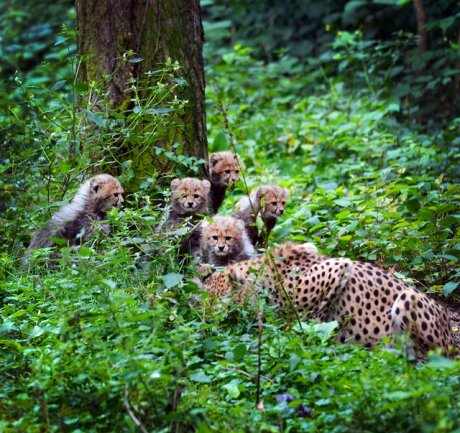 <p>
	Im Folgenden weitere Bilder der Geparden-Familie ...</p>
