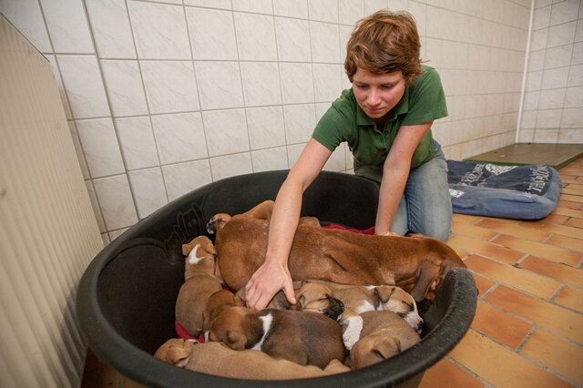 <p>
	Das Tierheim und das Chemnitzer Veterinäramt hoffen nun auf Hinweise, die helfen, die ehemaligen Halter der Hunde ausfindig zu machen, damit er für das Aussetzen der Tiere zur Rechenschaft gezogen werden kann.</p>
