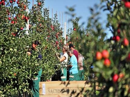 <p>
	Wie der Geschäftsführer des Landesverbandes Sächsisches Obst, Udo Jentzsch, am Donnerstag in Dürrweitzschen sagte, rechneten die Bauern mit 83 000 Tonnen Äpfeln - rund zwölf Prozent mehr als 2013. Im Bild: Obstplantage bei Dürrweitzschen.</p>
