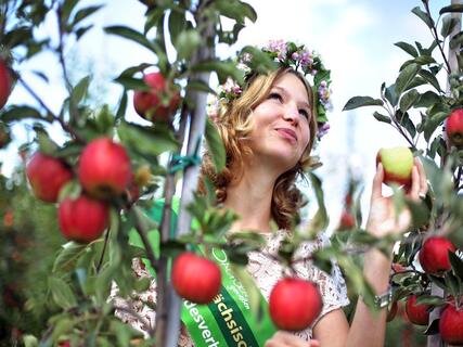 <p>
	Die sächsischen Obstbauern erwarten bei der Apfelernte höhere Mengen als im Vorjahr, fürchten aber zugleich schlechte Preise. Im Bild: die sächsische Blütenkönigin Cathrin I.</p>
