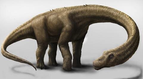 <p>
	Das Tier gehört zu den pflanzenfressenden Sauropoden, genauer zur Gruppe der Titanosaurier. Zu diesen werden auch andere Riesensaurier aus Südamerika gezählt, wie etwa der riesige Argentinosaurus. Während von anderen aber nur jeweils einzelne Knochen gefunden wurden, ist das neue Skelett zu über 45 Prozent vollständig, bezogen auf den Körper sogar zu über 70 Prozent.</p>
