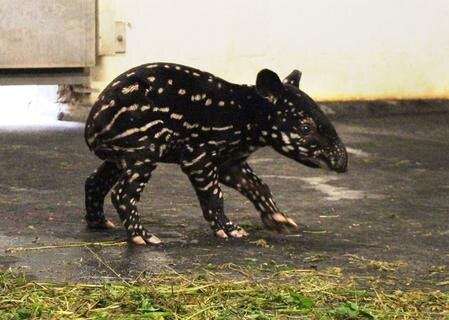 <p>
	Baru, wie er schließlich genannt wurde, lebt inzwischen nicht mehr in Leipzig. Er hatte den Zoo im März Richtung Tschechien verlassen. Doch der kleine Tapir hat beste Chancen, als Publikumsliebling in die &quot;Fußstapfen&quot; seines großen Bruders zu treten.</p>
