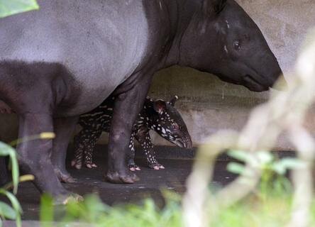 <p>
	Das Jungtier kam am Mittwoch ohne Komplikationen auf die Welt, erklärte Zoo-Direktor Jörg Junhold.</p>
