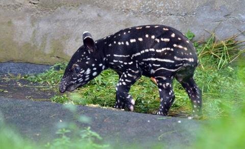 <p>
	Der große berühmte Bruder des kleinen Tapirs hatte Anfang 2013 für viel Wirbel gesorgt. Er war der erste Schabrackentapir-Zuchterfolg im Leipziger Zoo seit 1929.</p>

