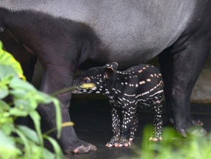 <p>
	Zwei Tage nach seiner Geburt erkundet der kleine Tapir im Leipziger Zoo sein Revier.</p>
