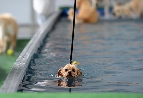 <p>
	Für Experten ist selbst die Neuheit eines derartigen Hunde-Hallenbads nicht überraschend. «Hunde werden immer mehr zum festen Bestandteil der Familie. Und was der Mensch sich gönnt, lässt er auch dem liebsten Tier zukommen: Friseur- und Schwimmbadbesuche etwa. Gerade Wellness für Tiere ist auf dem Vormarsch», sagt Norbert Holthenrich, Präsident des Zentralverband Zoologischer Fachbetriebe.</p>
