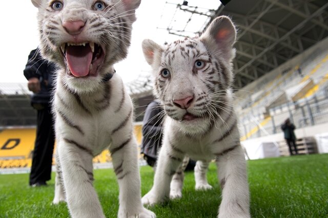 <p>
	André Sarrasani hat am Montag die drei neuen weißen Tiger im Circus präsentiert.</p>
