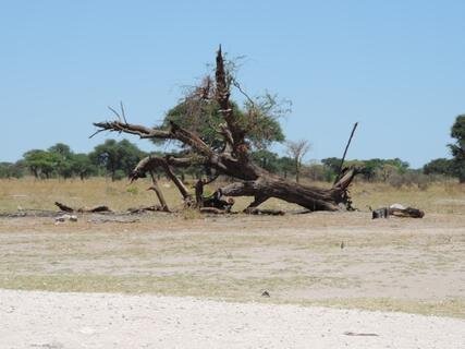 <p>
	Überall in der Kavangoregion, wo am Abend Mielipap gekocht wird, wird wertvolles Holz dieser alten Bäume verbrannt. Das ist mit ein Grund, weshalb ich gemeinsam mit dem Rotarier Club Stollberg im Erzgebirge Solarkocher an den Schulen einführen möchte.</p>
