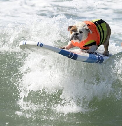 <p>
	Dabei wurden in mehreren Disziplinen Gewinner gekürt, wie auf der Facebook-Seite der «Surf City Surf Dog» stand.</p>
