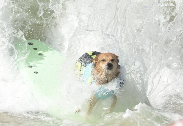 <p>
	Der Hunde-Surf-Wettbewerb in Huntington Beach wurde bereist zum sechsten Mal ausgetragen.</p>

