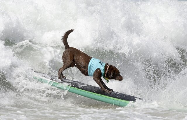 <p>
	Mit Schwimmwesten düsten die Tiere auf Surfbrettern im kalifornischen Huntington Beach über die Wellen.</p>
