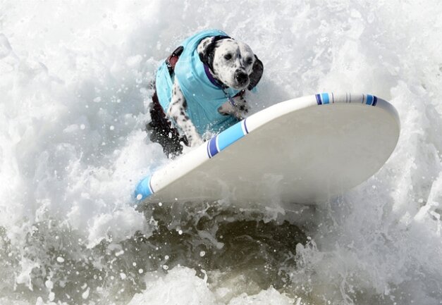 <p>
	Auf die Bretter und Platsch: An der US-Westküste sind am Wochenende wieder Hunde um die Wette gesurft.</p>
