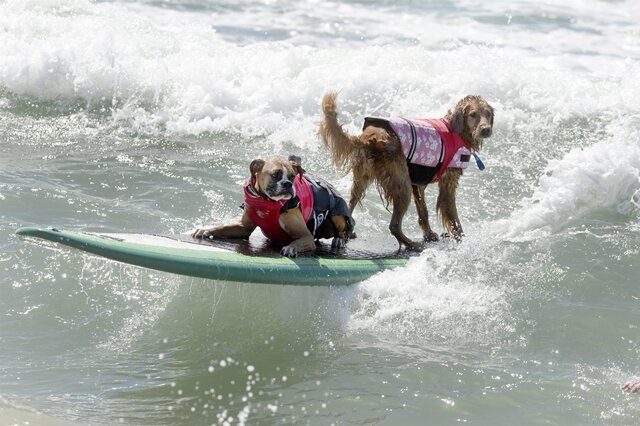 <p>
	Zwei Hunde beim Tandem-Surfen.</p>

