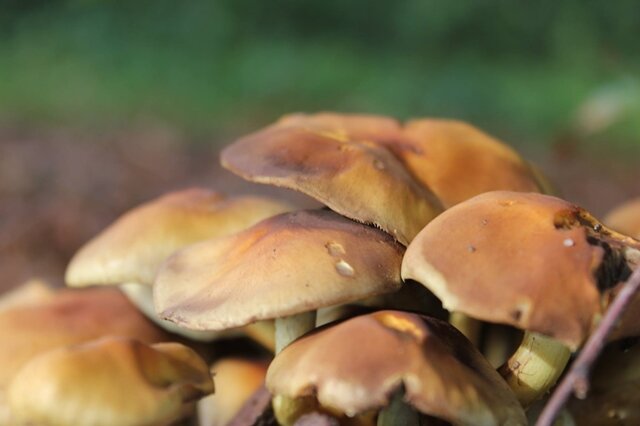 <p>
	Pilze auf dem Türkschacht im Wald bei Zschorlau</p>
