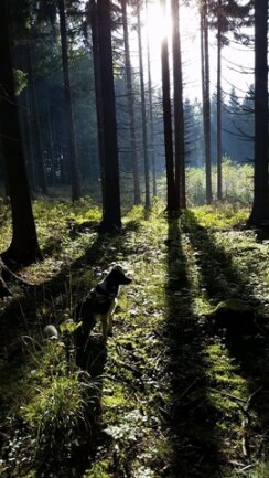 <p>
	Jagdhund im Wald - aufgenommen in Olbernhau</p>
