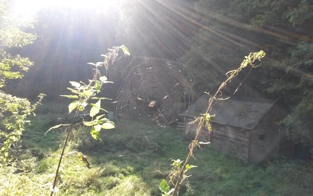 <p>
	Ein Spinnennetz schimmert im Sonnenlicht - aufgenommen im Willischthal bei Drebach</p>
