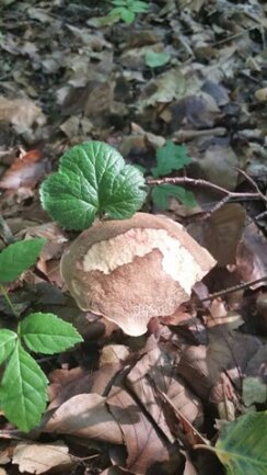 <p>
	Gut getarnt: ein Pilz im Laub - aufgenommen im Wald bei Bad Berka</p>
