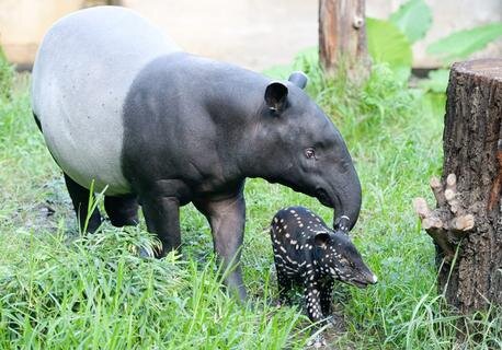 <p>
	Am Mittwoch tauften die Zoo-Mitarbeiter das am 10. September geborene Tier auf den Namen „Kedua“.</p>
