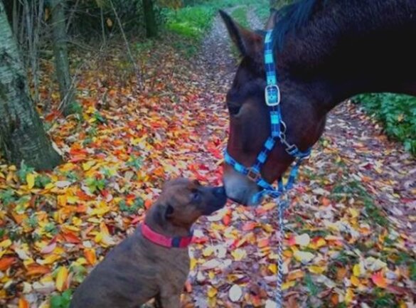 <p>
	Hund Dixon und Pferd Stockholm bei einem Herbstspaziergang</p>
