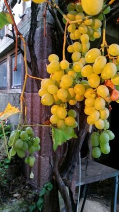 <p>
	Weinrebe in einem Garten in Rußdorf</p>
