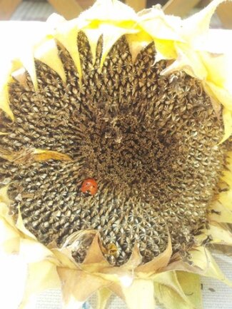 <p>
	Sonnenkäfer - aufgenommen in einem Garten in Mylau</p>
