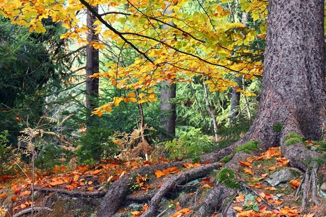 <p>
	Farben des Herbstes - im Bornwald Richtung Lengefeld</p>
