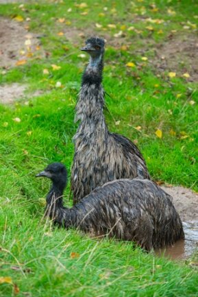 <p>
	Das einsame Vaterschafts-Schicksal von Curly, der im November 20 Jahre alt wird und noch nie in Begleitung einer Emu-Dame leben durfte, hat damit ein glückliches Ende gefunden. Denn vor mittlerweile fünf Jahren bemerkten Bärbel Schroller und ihre Mitarbeiter zum ersten Mal das eigenartige Verhalten des australischen Laufvogels.</p>
