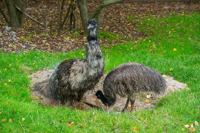 <p>
	Der Zoo der Minis bemühte sich um fremde Emu-Eier, um sie Curly unterzuschieben. Der erste Versuch scheiterte, weil die Eier nicht befruchtet waren. Im darauf folgenden Jahr schlüpften zwar Jungvögel, allerdings war keine einzige Henne dabei. Dieses Jahr ging der Plan endlich auf. Da Curly bis zu 30 Jahre alt werden kann, stehen ihm und seiner jungen Braut noch hoffentlich viele gemeinsame Jahre bevor.</p>
