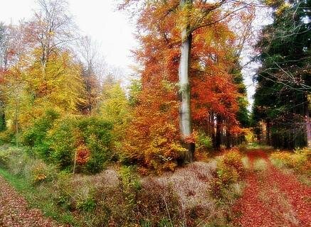<p>
	Herbstwald bei Holzhau.</p>
