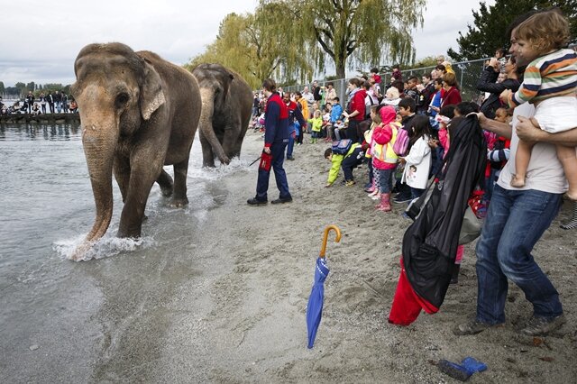 <p>
	Platz da - und die Kameras gezückt: Die Dickhäuter kommen. Zwei der drei Elefantendamen des Schweizer Nationalzirkus Knie trotten am Freitag in das seichte Wasser des Genfer Sees in Lausanne.</p>
