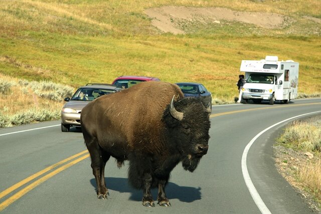 <p>
	Die Geschichte des Bisons im Yellowstone ist für Al Nash eine Erfolgsstory. „Zu Beginn des 20. Jahrhunderts hat man mit zwei Dutzend Bisons angefangen, heute zählen wir im Yellowstone Nationalpark über 4000 Tiere“, sagt der PR-Chef des Parks. Es ist der wohl größte freilebende Bisonbestand in den USA.&nbsp;</p>
