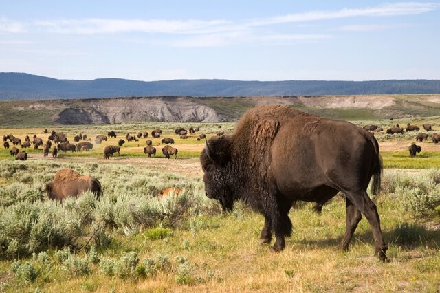 <p>
	Spricht der Urlauber mit den amerikanischen Besuchern des ältesten Nationalparks der USA, bemerkt er schnell deren Verbundenheit zur Natur. Doch manchmal ist da auch Unsicherheit. Schließlich wurden die Bisons in Amerika beinahe ausgerottet.</p>
