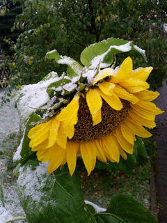 <p>
	Sonnenblume im Schnee - das Bild entstand in Marienberg</p>
