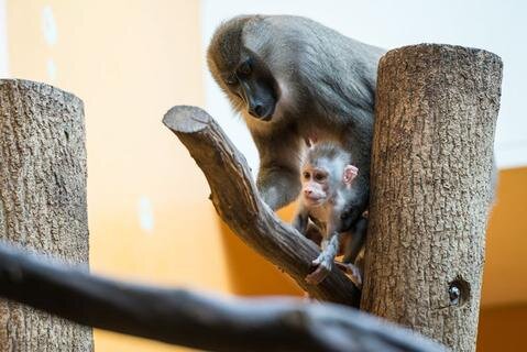 <p>
	Der Drill ist eine der am stärksten gefährdeten Affenarten Afrikas.</p>
