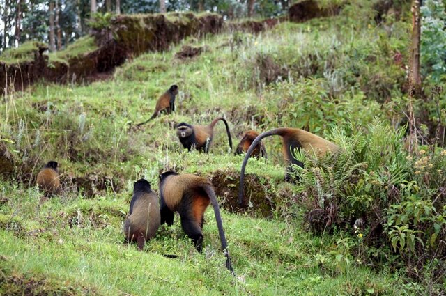 <p>
	Die Region ist vor allem wegen der letzten freilebenden Berggorillas berühmt, die hier um den Fortbestand ihrer Art kämpfen. Sie sind die wahren Könige der Virungas -&nbsp;die verspielten Äffchen wirken daneben wie Hofnarren. Bis vor kurzem war so gut wie nichts über die Lebensweise und die Population der Golden Monkeys bekannt.</p>
