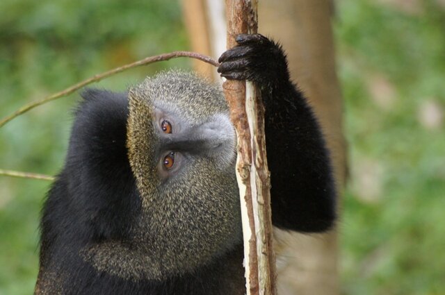 <p>
	Wenn nichts zum ihrem Schutz unternommen wird, dann könnten diese einzigartigen und nur in&nbsp;einem kleinen Gebiet Ostafrikas vorkommenden Affen innerhalb kurzer Zeit aussterben.&nbsp;Auf der Roten Liste der Weltnaturschutzunion wurden die Affen schon Anfang der 1990er Jahre als bedroht eingestuft.</p>
