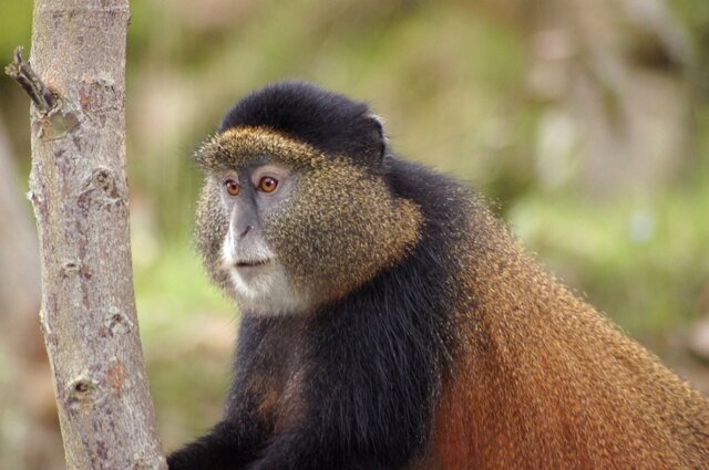 <p>
	Die Affen mit dem markanten Gesicht und dem außergewöhnlichen Fell werden bis zu 25 Jahre alt. Weibchen bringen in dieser Zeit vier bis sechs Babys zur Welt, die in den ersten zweieinhalb Lebensjahren völlig von ihrer Mutter abhängig sind.</p>
