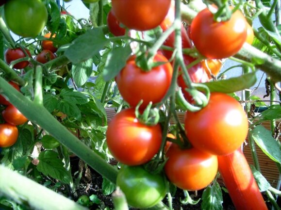 <p>
	Tomaten in Langenau bei Brand-Erbisdorf</p>
