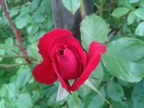 <p>
	Rote Rose</p>
