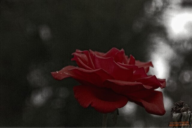 <p>
	Rot ist die Rose</p>
