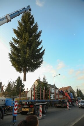 <p>
	Am Freitagvormitag wurde der Weinachtsbaum in einem Grundstück auf der Käthe-Kollwitz-Straße gefällt.</p>
