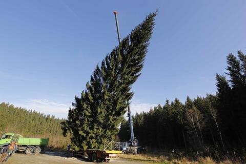 <p>
	Der etwa 80 Jahre alte Baum stammt aus dem Sachsenforst in der Nähe von Jägersgrün im Revier Beerheide.</p>
